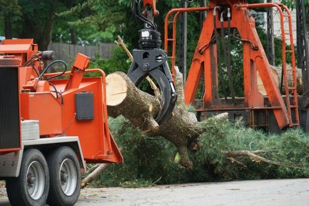 Best Lawn Irrigation Installation and Maintenance  in Man, WV